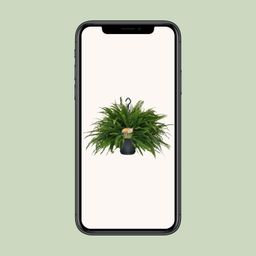 Nephrolepis Green Lady (10865)