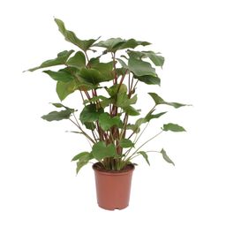 Homalomena Rubescens Maggy (10069)