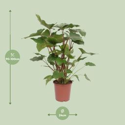 Homalomena Rubescens Maggy (10069)