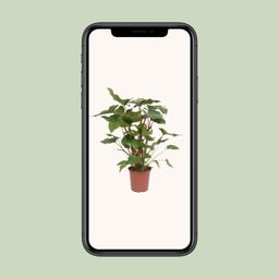 Homalomena Rubescens Maggy (10069)