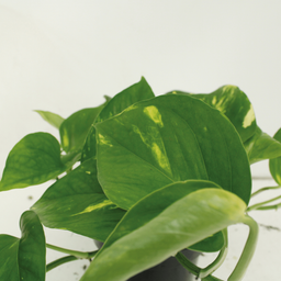 2x Epipremnum Aureum - Scindapsus - 25cm - ø15 (10263)