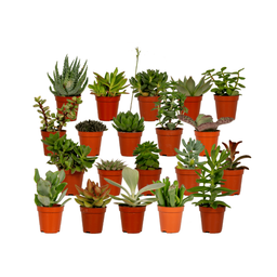 Succulenten Mix - 20 stuks - Ø5,5cm (10225)