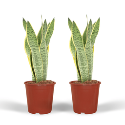 2x Sansevieria Laurentii - Vrouwentong - 40cm - ø14 (10276)