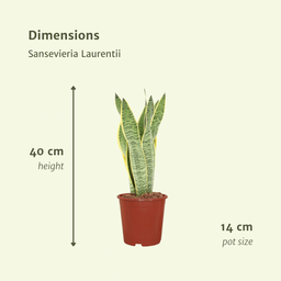 2x Sansevieria Laurentii - Vrouwentong - 40cm - ø14 (10276)