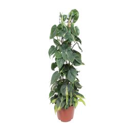 Philodendron Scandens Brasil (10139)