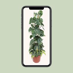 Philodendron Scandens Brasil (10139)