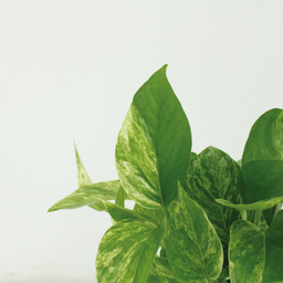 Epipremnum Marble Queen - 4 stuks (10288)