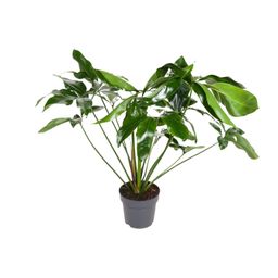 Philodendron Green Wonder (12103)