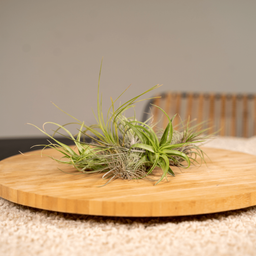 Tillandsia Air mix - 10 stuks - 6 cm - ø6 (10309)
