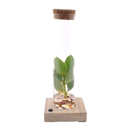 Clusia In Tube Glas + LED (11151)