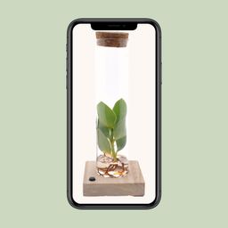 Clusia In Tube Glas + LED (11151)