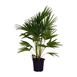 Livistona Chinensis (11931)