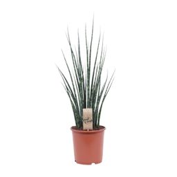 Sansevieria Fernwood Mikado (10215)