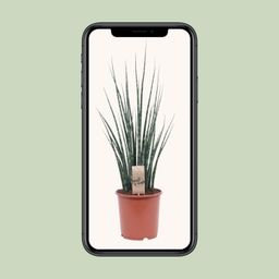 Sansevieria Fernwood Mikado (10215)