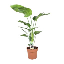Strelitzia Nicolai (9685)