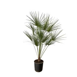 Chamaerops Humilis op stam - 160 cm - Ø24cm (8721081686731)