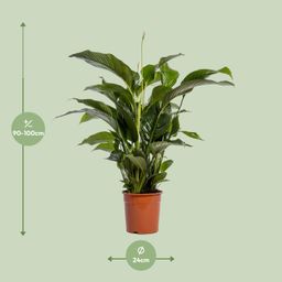 Spathiphyllum Bellini (12236)