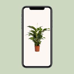 Spathiphyllum Bellini (12236)
