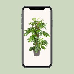 Monstera Minima (12159)
