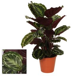 Calathea Medaillon (12224)