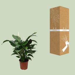 Spathiphyllum Sweet Silvana (12240)