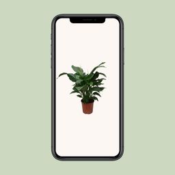 Spathiphyllum Sweet Silvana (12240)