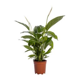 Spathiphyllum Bingo Cupido (12238)
