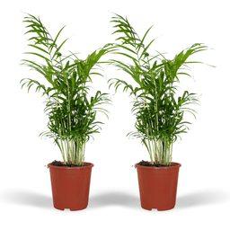 Chamaedorea Elegans (Mexicaanse Bergpalm) - 2 stuks (10234)