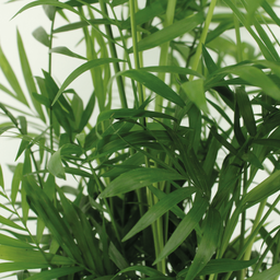 Chamaedorea Elegans (Mexicaanse Bergpalm) - 2 stuks (10234)