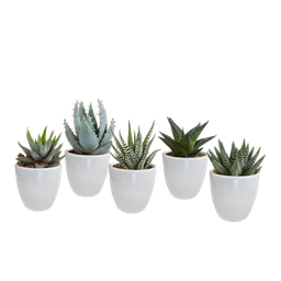 House of cactus Gasteria/Haworthia mix 5,5cm - in witte pot - 5x (8720618070128)
