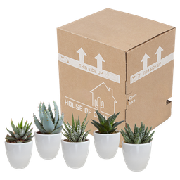 House of cactus Gasteria/Haworthia mix 5,5cm - in witte pot - 5x (8720618070128)
