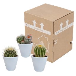 House of cactus Bolcactus mix 8,5 cm | 3 stuks - in witte pot (8720618070159)