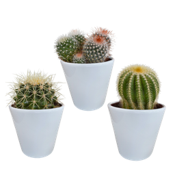 House of cactus Bolcactus mix 8,5 cm | 3 stuks - in witte pot (8720618070159)