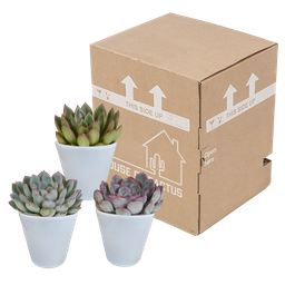 House of cactus Echeveria mix 8.5 cm - 3x - in witte pot (8720618070173)