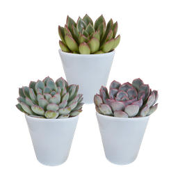 House of cactus Echeveria mix 8.5 cm - 3x - in witte pot (8720618070173)