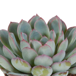 House of cactus Echeveria mix 8.5 cm - 3x - in witte pot (8720618070173)