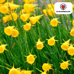 Kh bloembollen Narcis Golden Bells 25 stuks (51389)