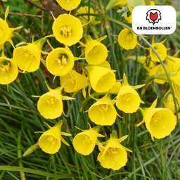 Kh bloembollen Narcis Golden Bells 25 stuks (51389)