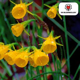 Kh bloembollen Narcis Golden Bells 25 stuks (51389)
