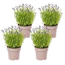 4x Lavandula Angustifolia Ø19cm - ↕40 (50073)