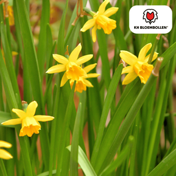 Kh bloembollen Narcis Tête à Tête 25 stuks (51383)