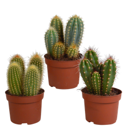 House of cactus Cereus mix 10,5cm - 3x - zonder pot (8720387961412)
