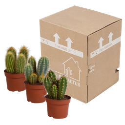 House of cactus Cereus mix 10,5cm - 3x - zonder pot (8720387961412)