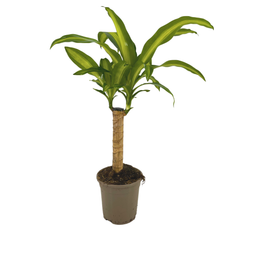 Dracaena Fragrans Massangeana Ø17cm - ↕60 (4250308315887)