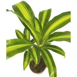 Dracaena Fragrans Massangeana Ø17cm - ↕60 (4250308315887)