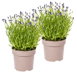 2x Lavandula Angustifolia Ø19cm - ↕40 (49835)