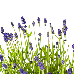 2x Lavandula Angustifolia Ø19cm - ↕40 (49835)