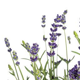 8x Lavandula Angustifolia Ø13cm - ↕30 (4250308309213)