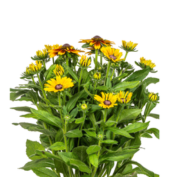 Rudbeckia Summerina Ø19cm - ↕45 (4250308309138)