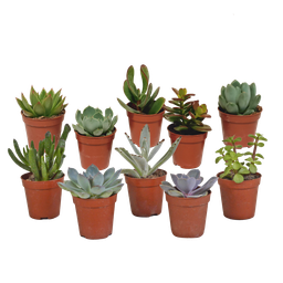 House of cactus Vetplanten mix 5.5 cm - 10x - zonder pot (8720387961818)